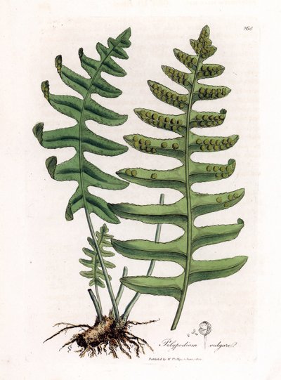 Vanlig polypoda eller trelakris (bregne) - Vanlig polypode, Polypodium vulgare. Håndfarget kobberstikk fra en botanisk illustrasjon av James Sowerby fra William Woodville og Sir William Jackson Hookers "" Medical Botany,"" John Bohn, Lo av James Sowerby