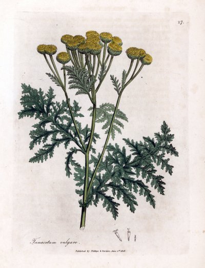 Vanlig reinfann eller sprut - Tansy, Tanacetum vulgare. Håndfarget kobberstikk fra en botanisk illustrasjon av James Sowerby fra William Woodville og Sir William Jackson Hookers "" Medical Botany,"" John Bohn, London av James Sowerby