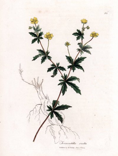 Vanlig tormentil, Potentilla erecta. Håndfarget kobberstikk fra en botanisk illustrasjon av James Sowerby fra William Woodville og Sir William Jackson Hookers "" Medical Botany,"" John Bohn, London av James Sowerby