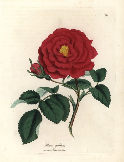 Crimson offisiell rose, Rosa gallica av James Sowerby