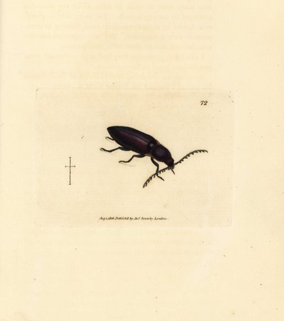 Ctenicera cuprea bille (Elater chalybeus). Håndfarget kobberstikk av James Sowerby fra The British Miscellany, eller fargede figurer av nye, sjeldne eller lite kjente dyreemner. av James Sowerby