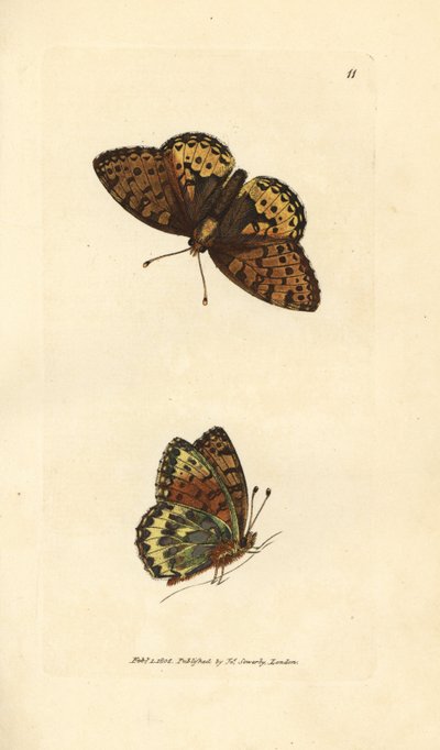 Mørkegrønn fritillary, Argynnis aglaia (Charlotte sommerfugl, Papilio charlotta). Håndfarget kobberstikk av James Sowerby fra The British Miscellany, eller fargede figurer av nye, sjeldne eller lite kjente dyreemner. av James Sowerby