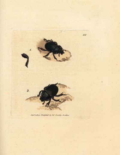 Dorbille eller jordkjedelige møkkbille, Geotrupes puncticollis (Scarabaeus spiniger). Håndfarget kobberstikk av James Sowerby fra The British Miscellany, eller fargede figurer av nye, sjeldne eller lite kjente dyreemner. av James Sowerby