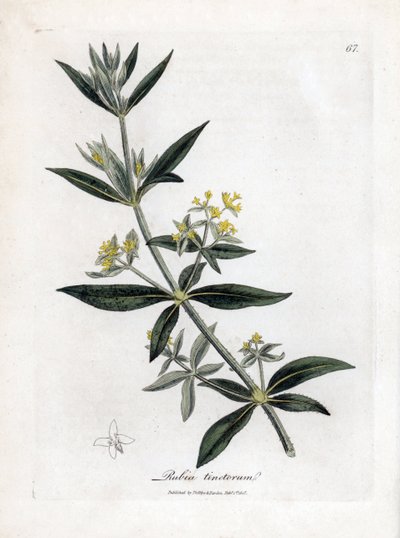 Dyer's madder, Rubia tinctorum. Håndfarget kobberstikk fra en botanisk illustrasjon av James Sowerby fra William Woodville og Sir William Jackson Hookers "" Medical Botany,"" John Bohn, London av James Sowerby