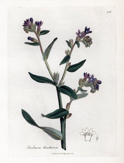 Dyer's orcanette eller tinctorale - Dyer's bugloss eller alkanet, Anchusa tinctoria. Håndfarget kobberstikk fra en botanisk illustrasjon av James Sowerby fra William Woodville og Sir William Jackson Hookers "" Medical Botany,""  av James Sowerby