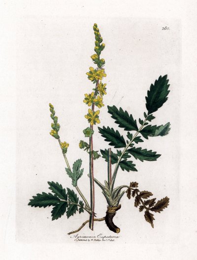 Eupatory sour - Agrimony, Agrimonia eupatoria. Håndfarget kobberstikk fra en botanisk illustrasjon av James Sowerby fra William Woodville og Sir William Jackson Hookers "" Medical Botany,"" John Bohn, London av James Sowerby