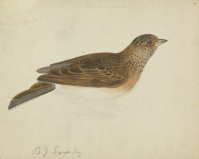 Eurasisk himmellærke av James Sowerby