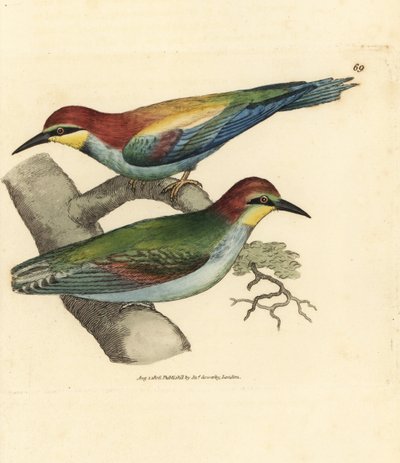 Europeisk bieter, Merops apiaster. Mann og kvinne. Håndfarget kobberstikk av James Sowerby fra The British Miscellany, eller fargede figurer av nye, sjeldne eller lite kjente dyreemner. av James Sowerby