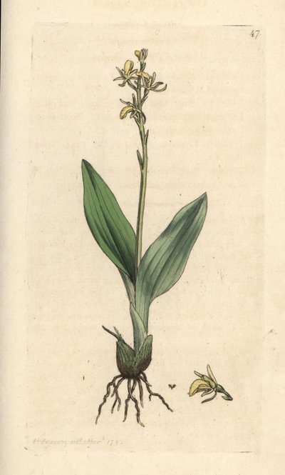 Fenorkidé, Liparis loeselii (Dverg ophrys, Ophrys loeselii). Håndfarget kobberstikk etter en illustrasjon av James Sowerby fra James Smith's English Botany, London av James Sowerby
