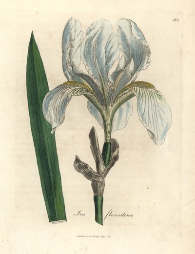 Florentinsk regnbue, florentinsk regnbue av James Sowerby