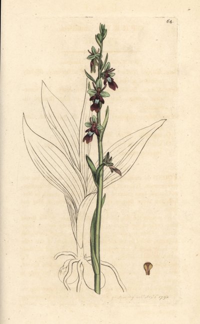 Flueorkide, Ophrys insectifera (Fly orchis, Ophrys muscifera). Håndfarget kobberstikk etter en illustrasjon av James Sowerby fra James Smith's English Botany, London av James Sowerby