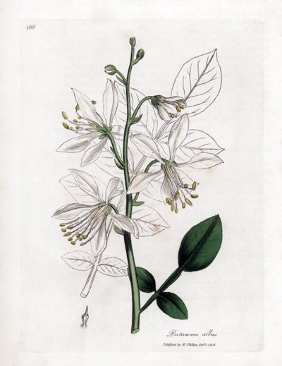 Fraxinelle - Hvit fraxinella eller basardittany, Dictamnus albus. Håndfarget kobberstikk fra en botanisk illustrasjon av James Sowerby fra William Woodville og Sir William Jackson Hookers "" Medical Botany,"" John Bohn, London av James Sowerby