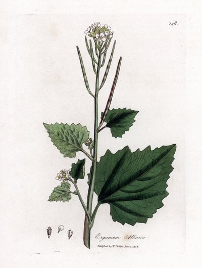 Hvitløksennep, Alliaria petiolata. Håndfarget kobberstikk fra en botanisk illustrasjon av James Sowerby fra William Woodville og Sir William Jackson Hookers "" Medical Botany,"" John Bohn, London av James Sowerby