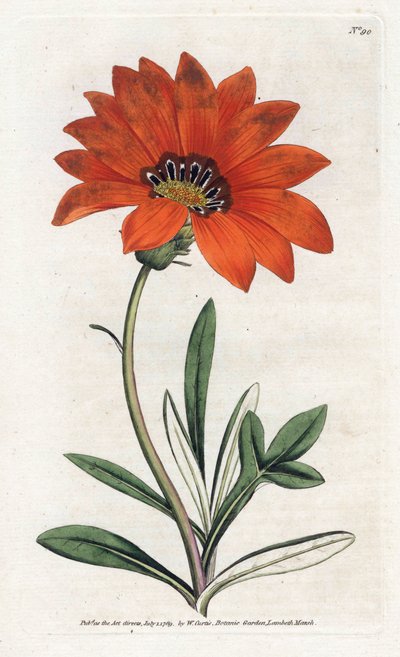 Gazania (gazania) bratt - Litografi av James Sowerby (1757-1822), fra William Curtis's Botanical Magazine (1746-1799) av James Sowerby