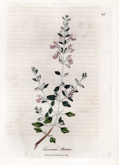 Germandree marum eller germandree av katter - Kattimian, Teucrium marum. Håndfarget kobberstikk fra en botanisk illustrasjon av James Sowerby fra William Woodville og Sir William Jackson Hookers "" Medical Botany,"" John Bohn, London av James Sowerby