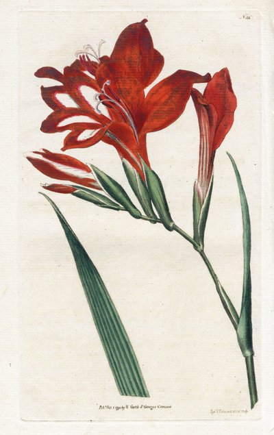 Glaieul cardinal - Litografi av James Sowerby (1757-1822), fra Botanical Magazine av William Curtis (1746-1799) av James Sowerby
