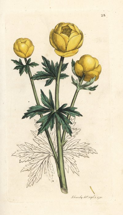 Klodeblomst, Trollius europaeus. Håndfarget kobberstikk etter en illustrasjon av James Sowerby fra James Smith's English Botany, London av James Sowerby