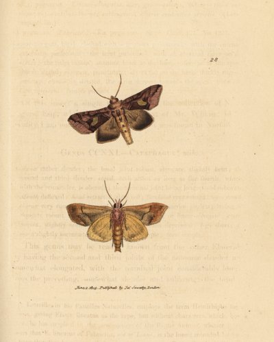 Gull-spangle-møll, Autographa bractea (Phalaena Noctua bractea). Håndfarget kobberstikk av James Sowerby fra The British Miscellany, eller fargede figurer av nye, sjeldne eller lite kjente dyreemner. av James Sowerby