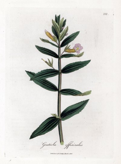 Gratiole officinale - Hekk-isop, Gratiola officinalis. Håndfarget kobberstikk fra en botanisk illustrasjon av James Sowerby fra William Woodville og Sir William Jackson Hookers "" Medical Botany,"" John Bohn, London av James Sowerby