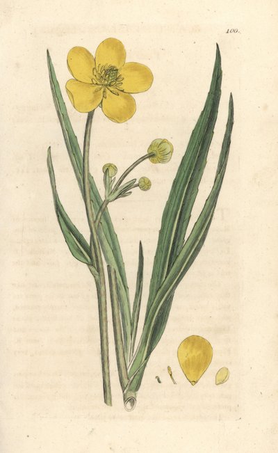 Flott spydvort, Ranunculus lingua Håndfarget kobberstikk etter en illustrasjon av James Sowerby fra James Smith's English Botany, London av James Sowerby