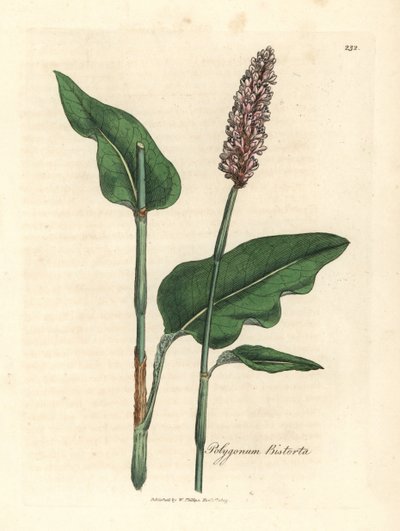 Større bistor, Polygonum bistorta av James Sowerby