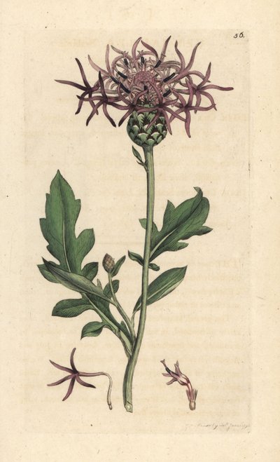 Større ransel, Centaurea scabiosa (Centauree scabieuse) Håndfarget kobberstikk etter en illustrasjon av James Sowerby fra James Smith's English Botany, London av James Sowerby