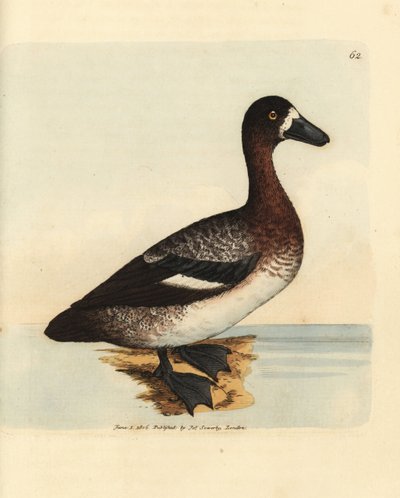 Store fjelland, Aythya marila, hunn (Hvitand, Anas fraenata). Håndfarget kobberstikk av James Sowerby fra The British Miscellany, eller fargede figurer av nye, sjeldne eller lite kjente dyreemner. av James Sowerby