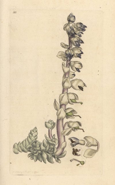 Større tannurt, Lathraea squamaria (Grande cardamine) Håndfarget kobberstikk etter en illustrasjon av James Sowerby fra James Smith's English Botany, London av James Sowerby