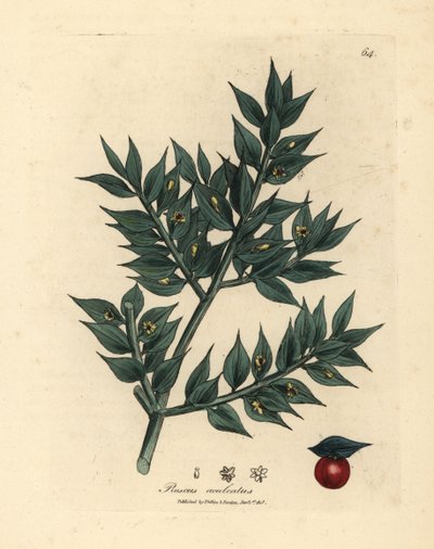 Grønnblomstret slakterkost, Ruscus aculeatus av James Sowerby