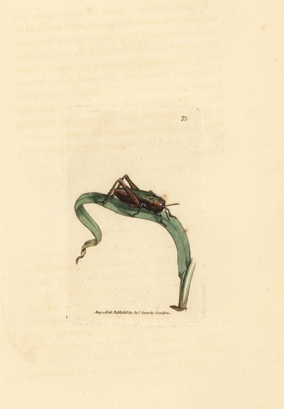 Grønn gresshoppe, Omocestus viridulus (Gryllus viridulus). Håndfarget kobberstikk av James Sowerby fra The British Miscellany, eller fargede figurer av nye, sjeldne eller lite kjente dyreemner. av James Sowerby