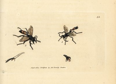 Hårete sandveps, Podalonia hirsuta (Ammophila hirsuta). Håndfarget kobberstikk av James Sowerby fra The British Miscellany, eller fargede figurer av nye, sjeldne eller lite kjente dyreemner. av James Sowerby