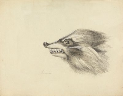 Leder for en vaskebjørn av James Sowerby