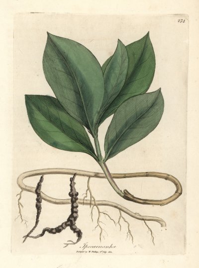 Ipecacuan, Ipecacuanha av James Sowerby
