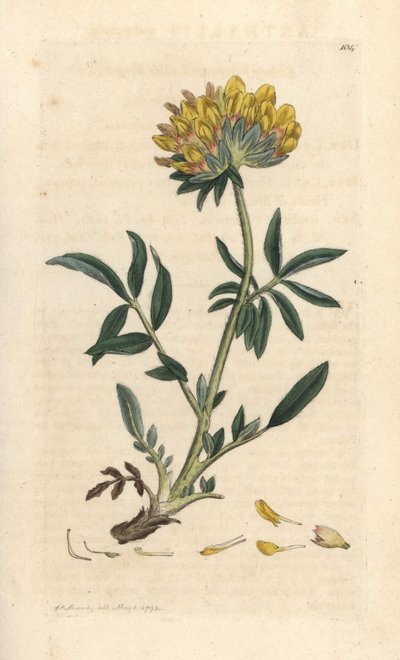 Nyrevikke eller damefinger, Anthyllis vulneraria (Anthyllide vulneraire) Håndfarget kobberstikk etter en illustrasjon av James Sowerby fra James Smith's English Botany, London av James Sowerby