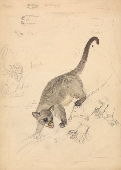 Kinkajou av James Sowerby