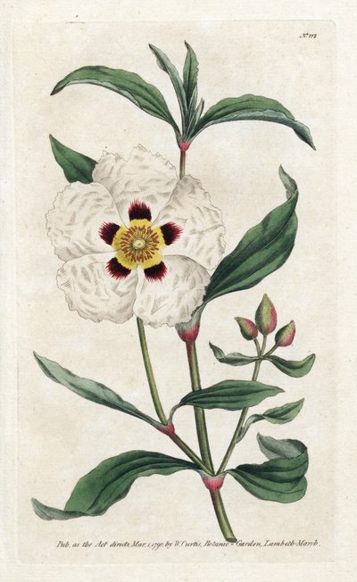 Ladanifere eller Ledon Cistus - Litografi av James Sowerby (1757-1822), fra Botanical Magazine av William Curtis (1746-1799) av James Sowerby