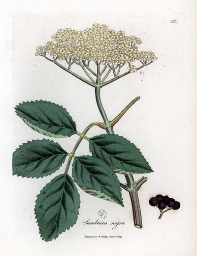 Stor hyllebær eller svart hyllebær - Vanlig svart hylletre, Sambucus nigra. Håndfarget kobberstikk fra en botanisk illustrasjon av James Sowerby fra William Woodville og Sir William Jackson Hookers "" Medical Botany,"" John Bohn, London av James Sowerby