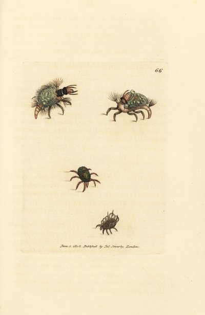 Larve av Hemerobius (snøringsvinge) kledd i lav, med midd, Acarus amictus og liten kurvmidd, Acarus corbicula. Håndfarget kobberstikk av James Sowerby fra The British Miscellany, eller fargede figurer av nye, sjeldne eller lite kjente ani av James Sowerby