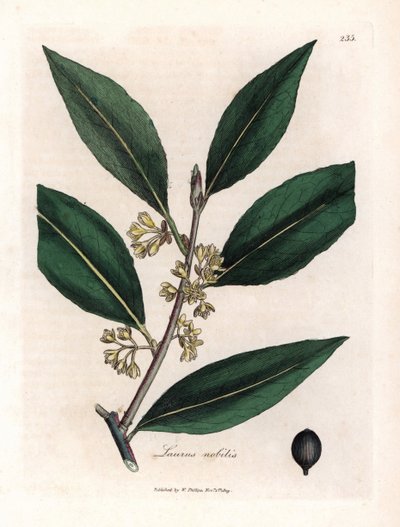 Laurier saus. Håndfarget kobberstikk fra en tegning av James Sowerby (1757-1822), i Botanique Medicinale av James Sowerby