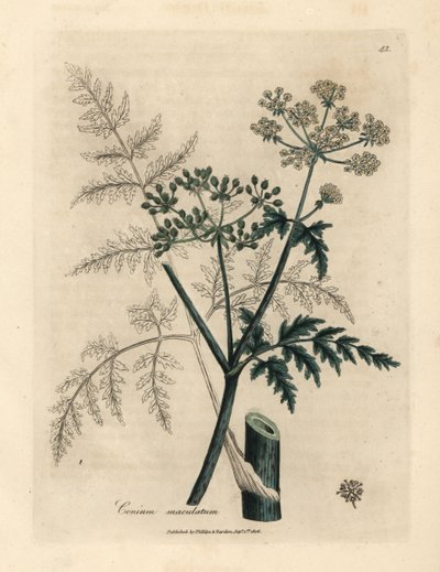Blader og blomster av hemlock, Conium maculatum av James Sowerby