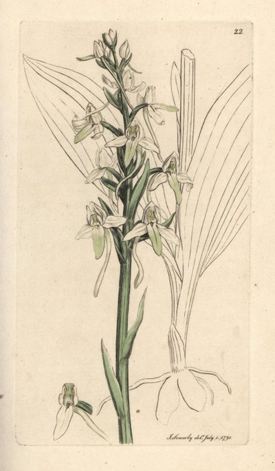 Mindre sommerfuglorchis, Platanthera bifolia (Orchis bifolia). Håndfarget kobberstikk etter en illustrasjon av James Sowerby fra James Smith's English Botany, London av James Sowerby