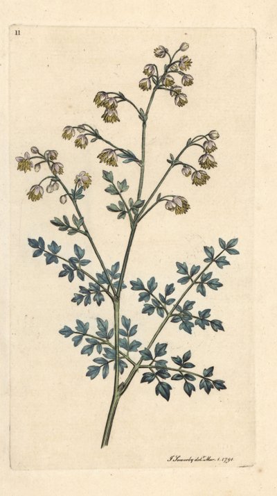 Lesser eng street, Thalictrum minus. Håndfarget kobberstikk etter en illustrasjon av James Sowerby fra James Smith's English Botany, London av James Sowerby