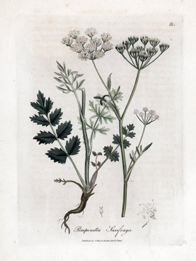 Locage saxifrage - Burnet saxifrage, Pimpinella saxifraga. Håndfarget kobberstikk fra en botanisk illustrasjon av James Sowerby fra William Woodville og Sir William Jackson Hookers "" Medical Botany,"" John Bohn, London av James Sowerby