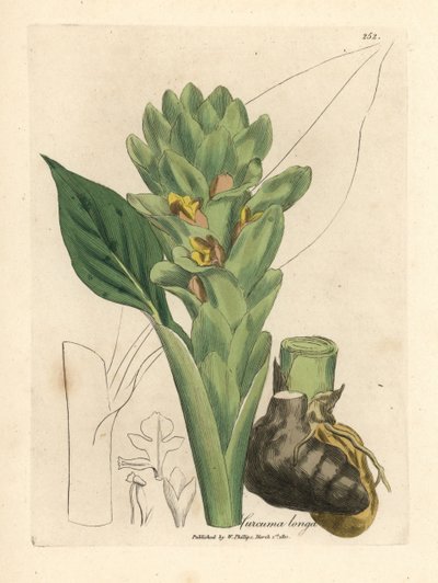 Langrotet gurkemeie, Curcuma longa av James Sowerby