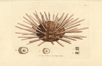 Langrygget skiferspennkråkebolle, Cidaris cidaris (Echinus cidaris). Håndfarget kobberstikk av James Sowerby fra The British Miscellany, eller fargede figurer av nye, sjeldne eller lite kjente dyreemner. av James Sowerby