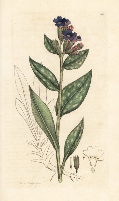 Lungwort, Pulmonaria officinalis (pulmonal) Håndfarget kobberstikk etter en illustrasjon av James Sowerby fra James Smith's English Botany, London av James Sowerby