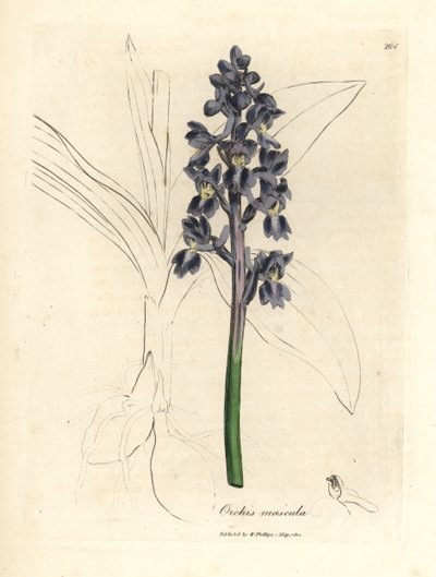 Hannorkideer, hannorkideer av James Sowerby