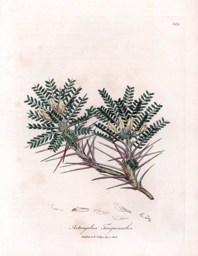 Marseille Astragalus eller mors pute - Geitornemelk, Astragalus tragacantha. Håndfarget kobberstikk fra en botanisk illustrasjon av James Sowerby fra William Woodville og Sir William Jackson Hookers "" Medical Botany,"" John av James Sowerby