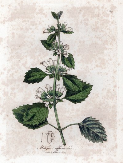 Melisse officinale eller melisse sitrongress - Vanlig balsam, Melissa officinalis. Håndfarget kobberstikk fra en botanisk illustrasjon av James Sowerby fra William Woodville og Sir William Jackson Hookers "" Medical Botany,"" John Bohn, av James Sowerby