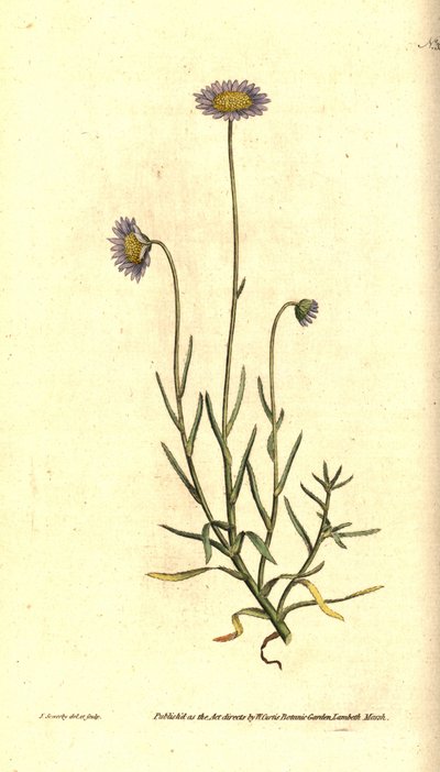 Mignonette Aster - Felicia tenella (Brisly-leaved aster, Aster tenellus). Håndfarget kobberstikk og botanisk illustrasjon av James Sowerby fra William Curtis' The Botanical Magazine, Lambeth Marsh, London av James Sowerby
